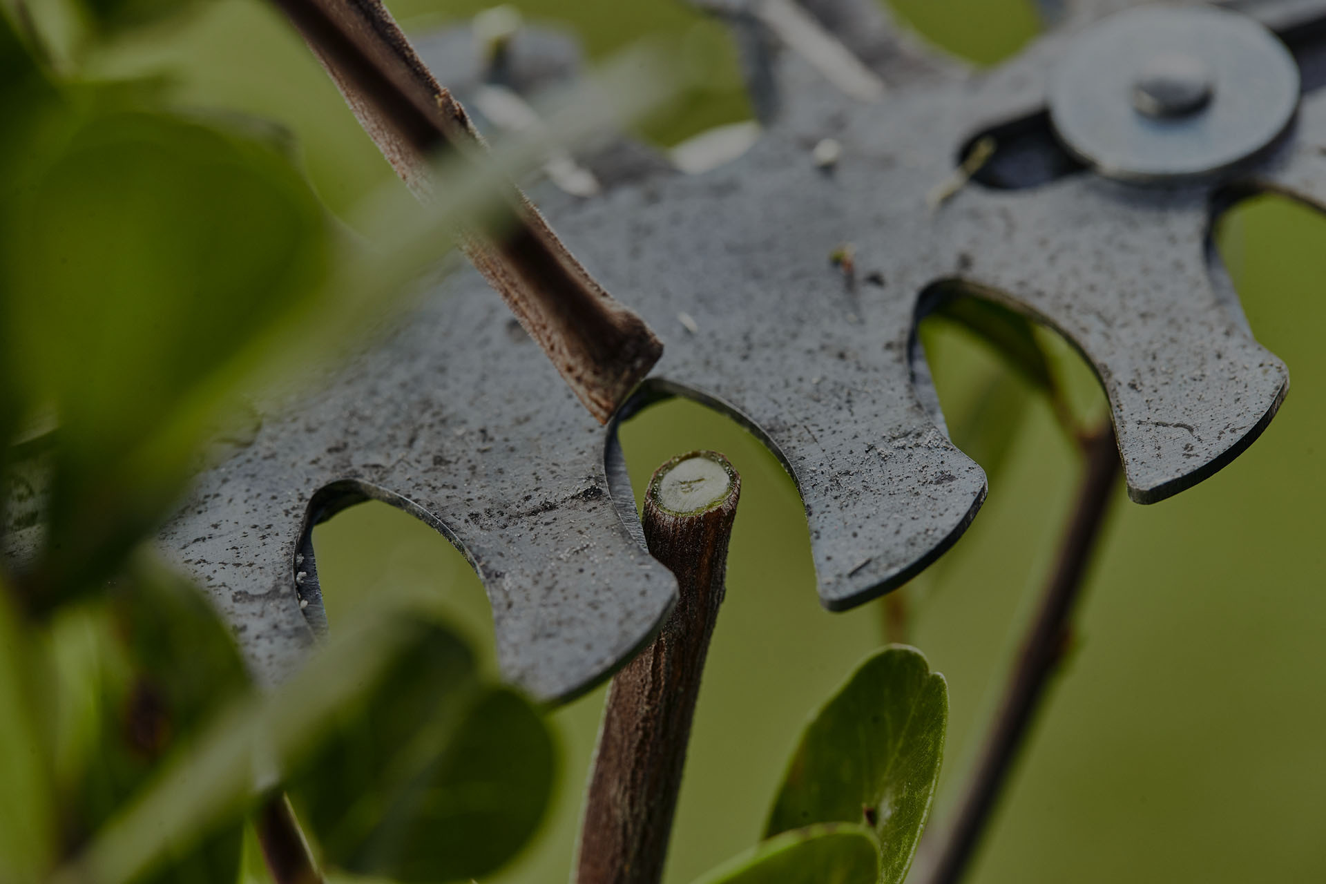 Nærbilde: et hekksaksblad som kutter en stilk